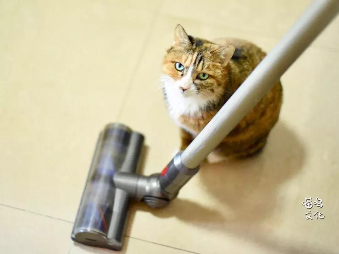 猫咪社会化行为如何训练,猫咪社会化训练多大开始