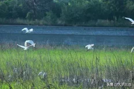 寿光水培蔬菜,中国蔬菜之都寿光照片