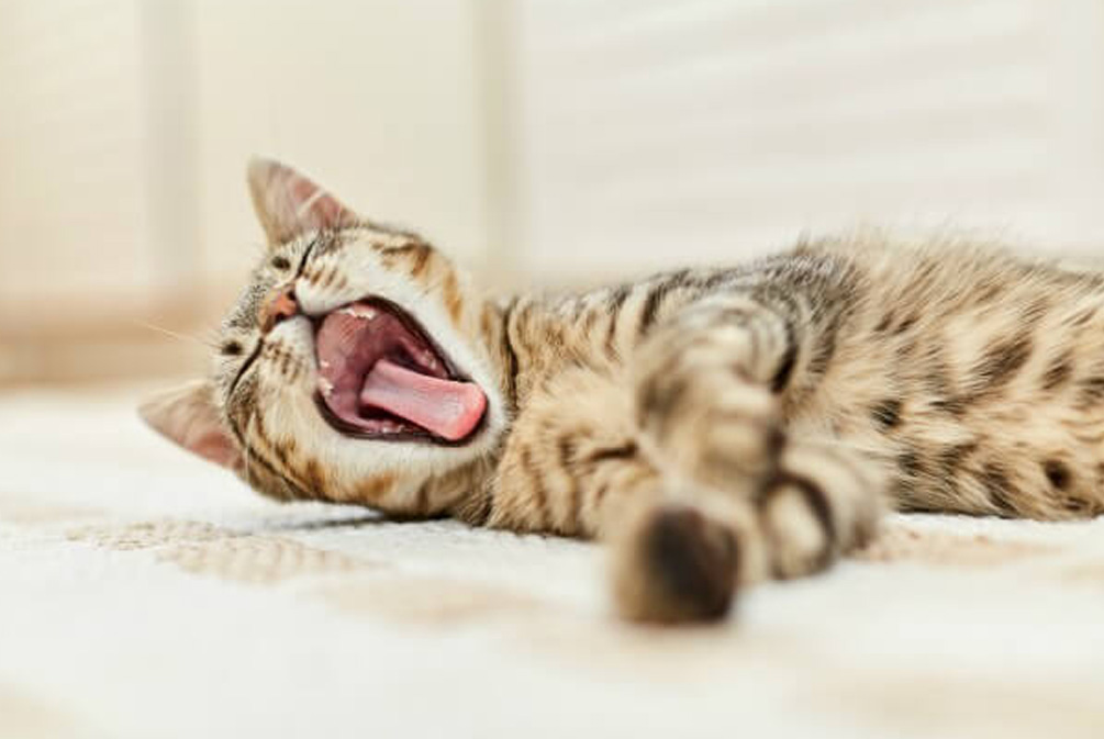 解决猫咪口臭的方法有哪些,猫咪口臭的解决方法和调理方法