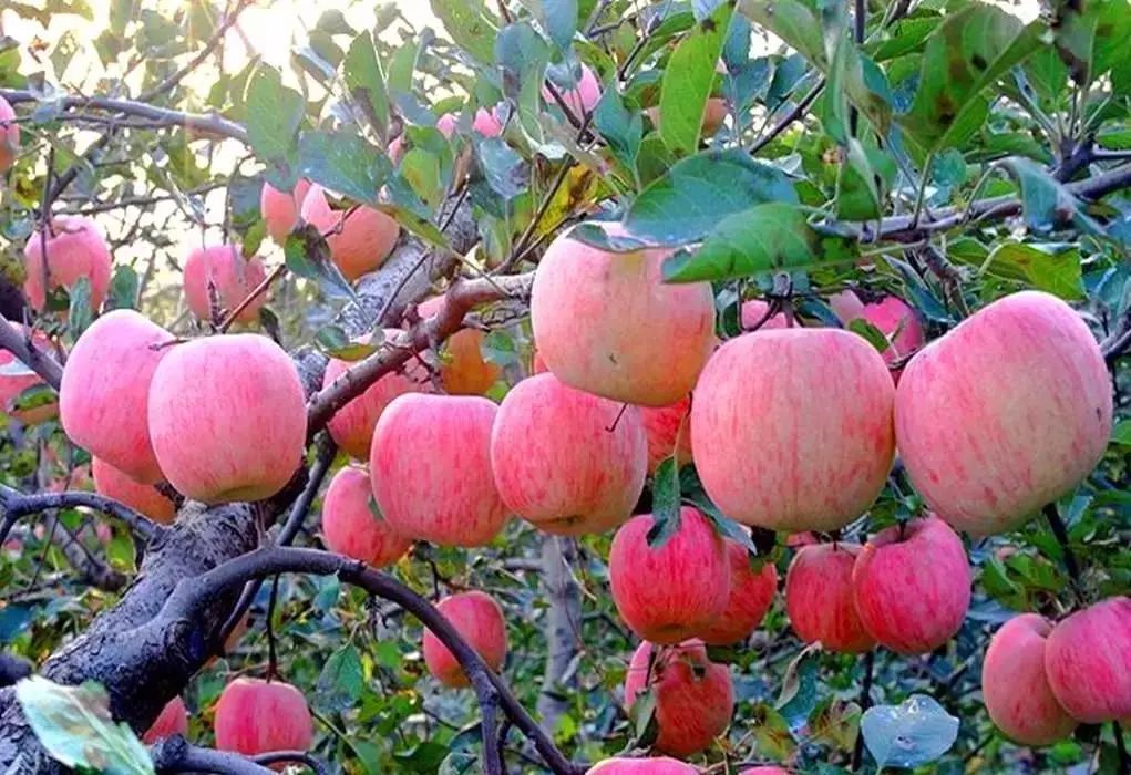 苹果树干干枯怎么回事,苹果枝干类病害图片