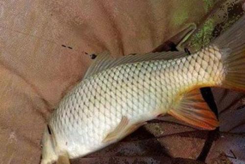 夏季垂钓怎么避免小鱼闹窝,开春钓鱼小鱼闹窝厉害怎么办