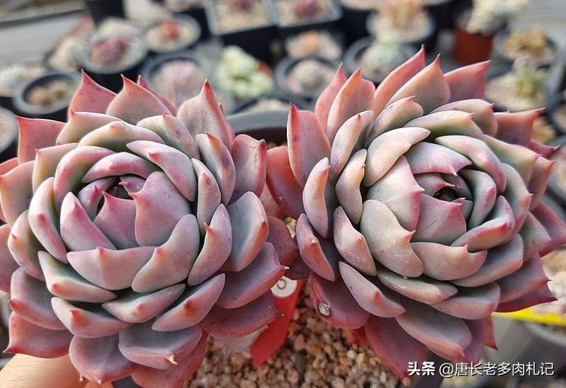 想要多肉多爆侧芽怎么办,想要多肉长得快怎么办