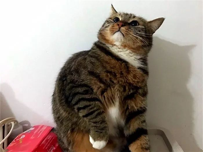 猫咪肉垫看性格,怎么从猫咪的肉垫判断猫咪的性格