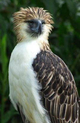 空中十大猛禽排行榜,世界前十猛禽排名图表