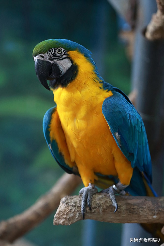 鹦鹉中它是最贵的了吧？