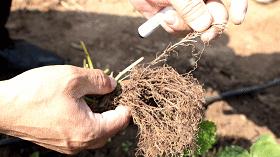 草莓苗弱苗怎样变壮苗,草莓苗怎么促壮