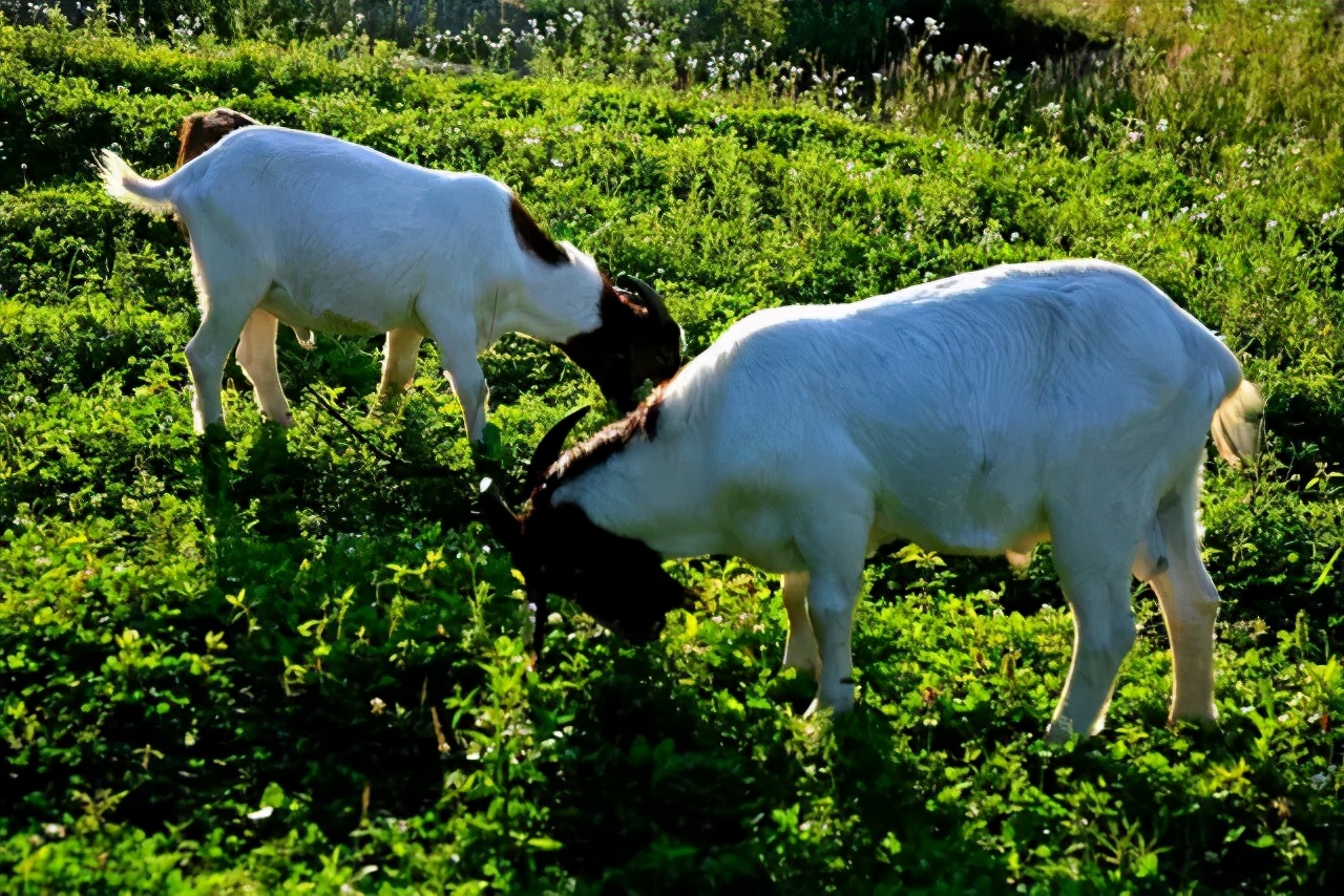 石柱美食,冷天气美食推荐