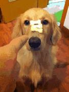 为啥金毛性格温顺,金毛的优缺点及性格介绍