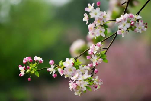 高情商和低智商说话区别,高情商和智商高有什么区别