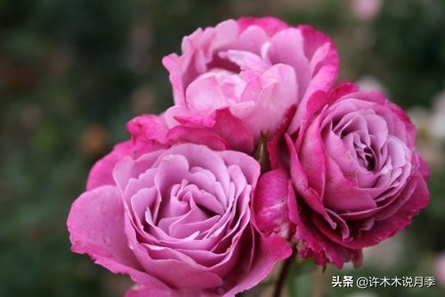 月季常见4种病,月季黑杆病怎么处理