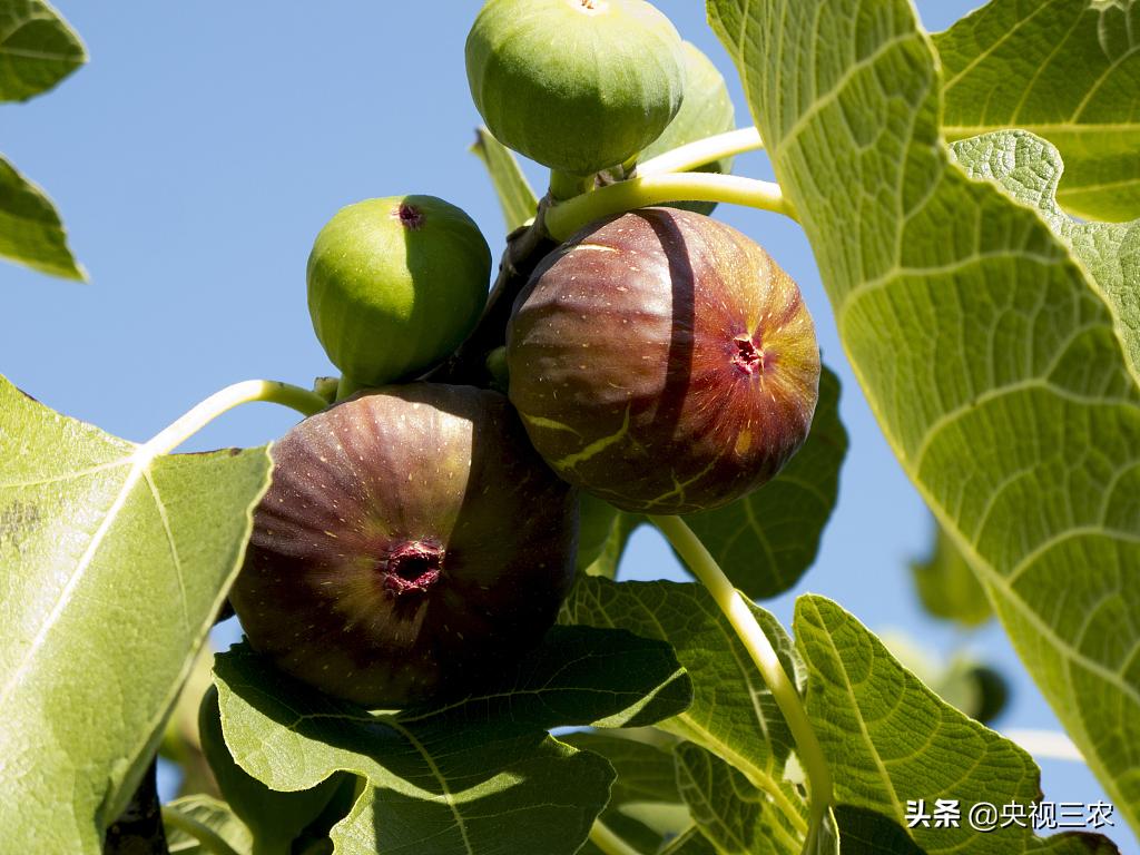 中医药专家讲解无花果功效和作用,无花果的秘密