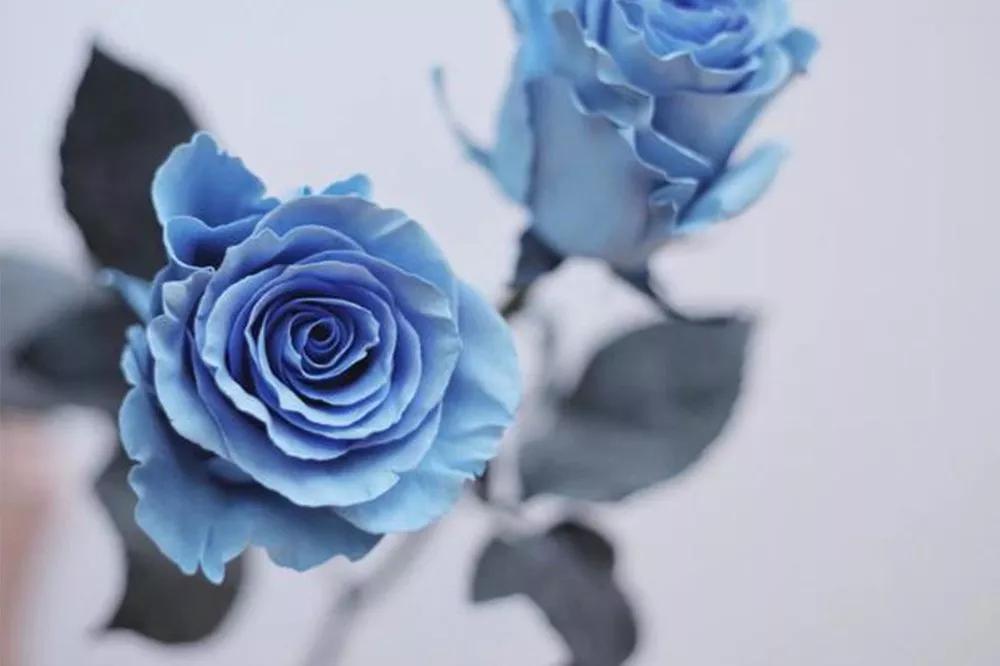 花店必备的5款玫瑰,花店最常用什么品种的玫瑰花