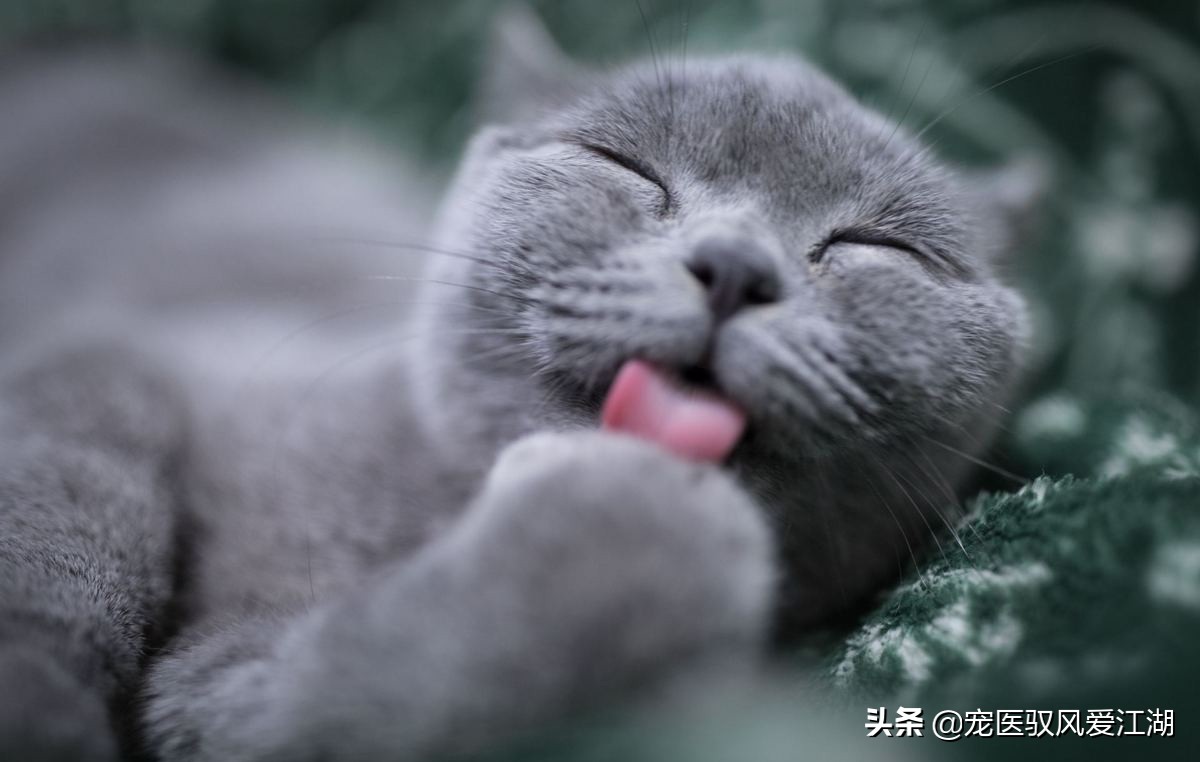 为什么猫咪便秘都这么可爱呢,猫咪习惯性便秘怎么办