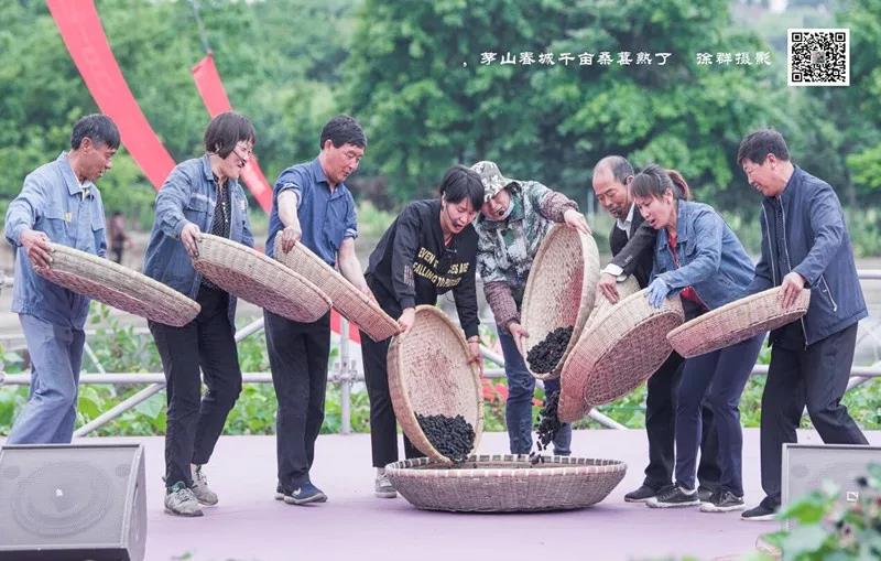 八方游客齐聚桑果紫酒节，共赴这场采桑品酿盛会