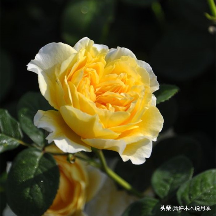 月季叶子掉光变成光杆了怎么回事？用这几招让你的月季满血复活