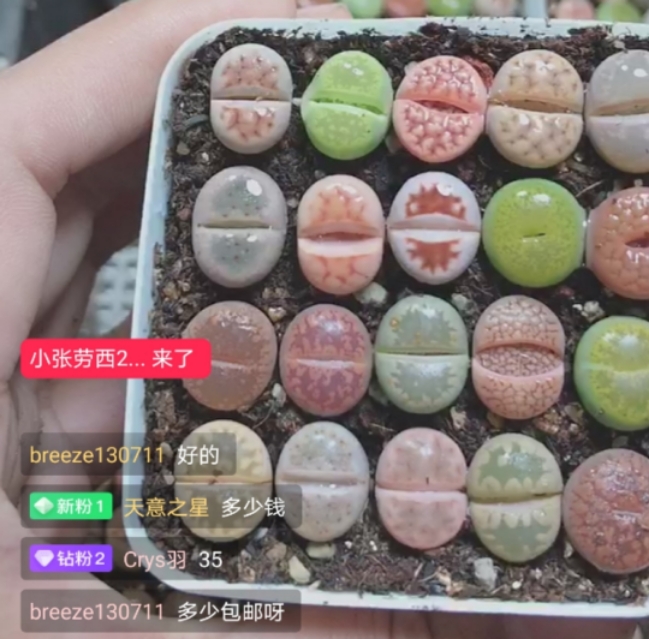 生石花网上购买靠谱吗,网购的生石花特别干巴怎么办