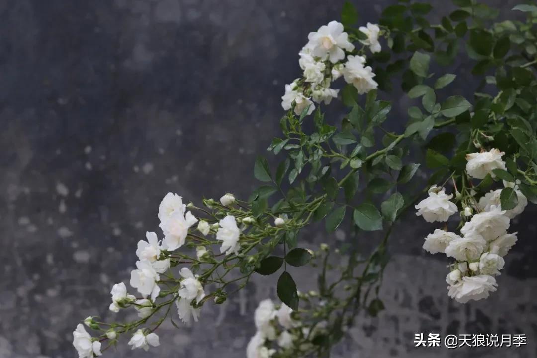 阳台还可以种植什么花种,阳台上也可以种出好看的花