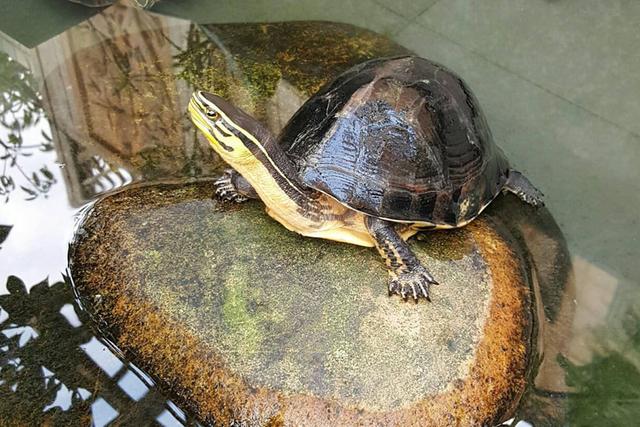 什么,乌龟居然也是保护动物?如何正确挑选一只美丽、安全的乌龟