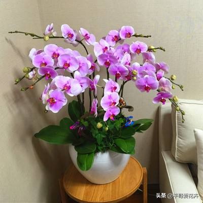 蝴蝶兰最好的烂根补救方法,蝴蝶兰全部烂根最佳补救方法