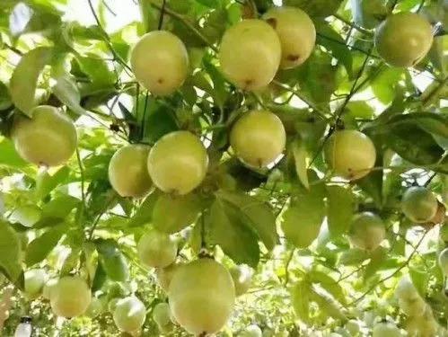 广西梧州最好的果园,梧州摘水果的地方