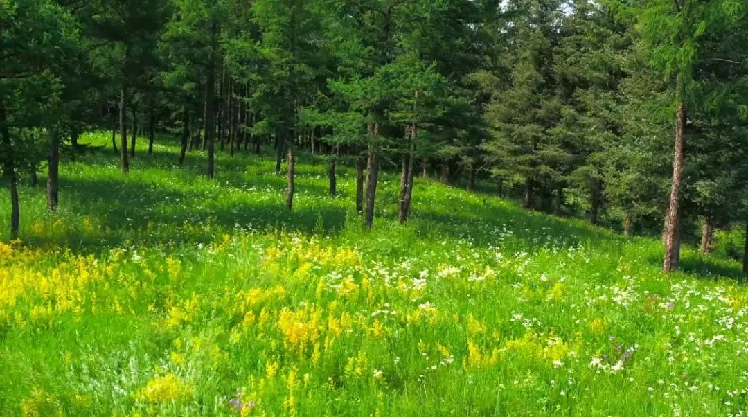 有一种绿绿绿绿绿绿绿，叫赤峰的林