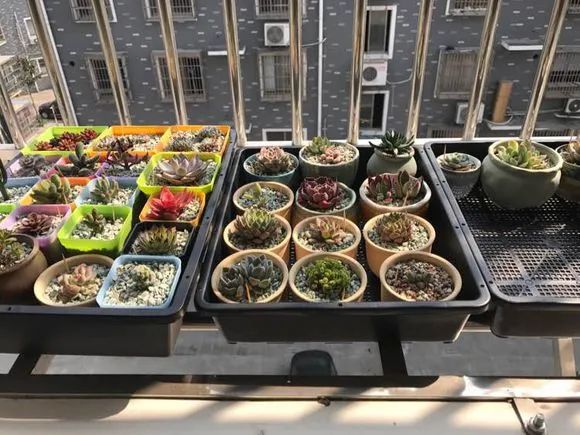 养花须知6点，把你的阳台布置成“空中花园”