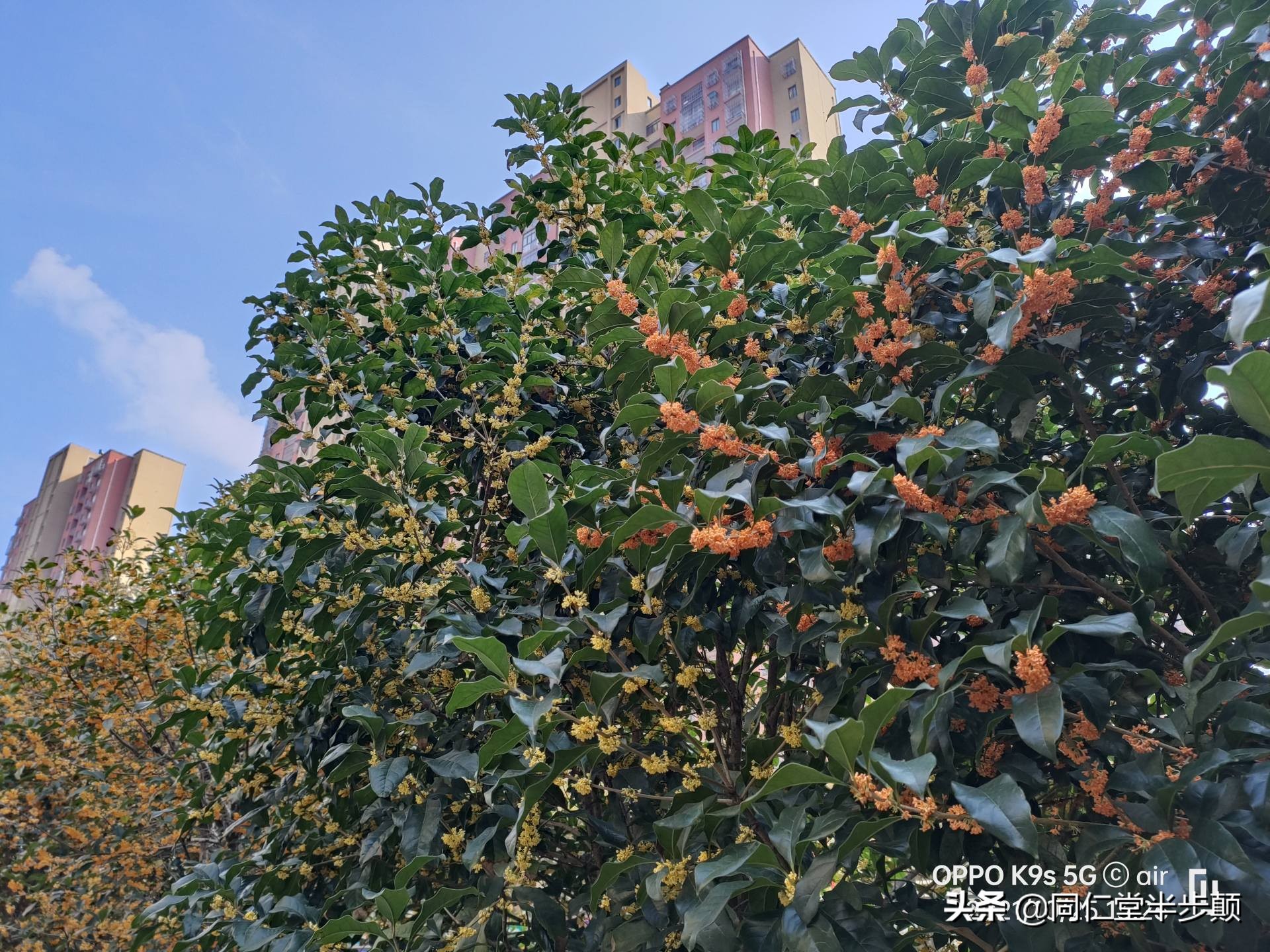 5000mah续航是多长,oppolcd手机