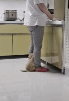 狗狗爱乱跑爱黏人怎么办,狗狗太粘人了怎么办一离开就叫