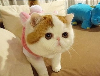 异国短毛猫日常护理知识有哪些,英国短毛猫有哪些常见病