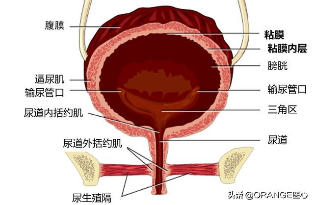 四十多岁女人漏尿有救吗,漏尿要紧不
