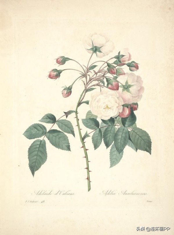 插画风简单的花手绘图片,唯美手绘田园插画图片大全