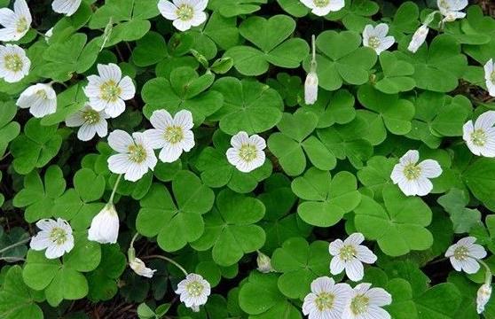 三叶草属于幸运草吗,三叶草是幸运的象征