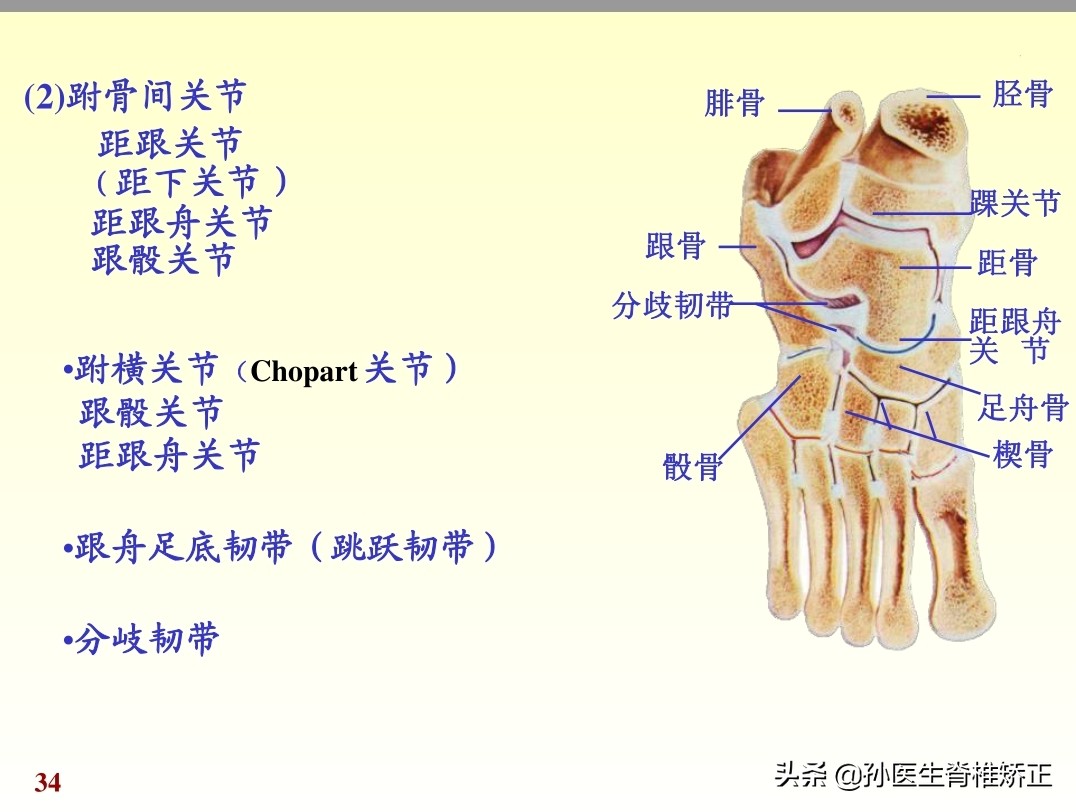 人体解剖学课件ppt,人体解剖学关节学