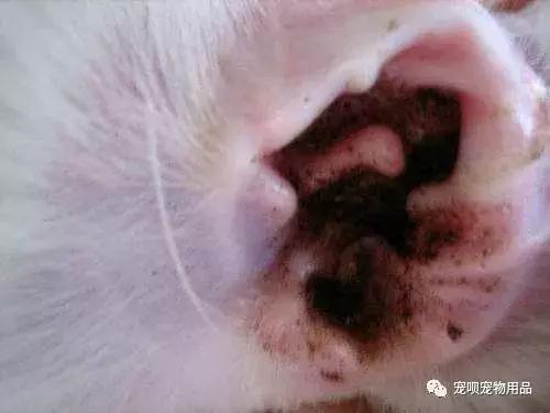 猫咪泌尿疾病怎么治疗,猫咪常见的疾病有哪些