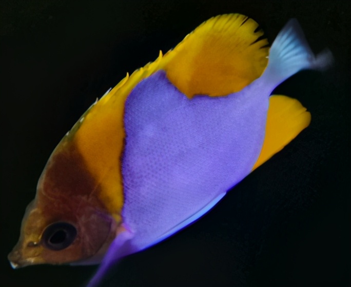 迷惑！258元只能参观高铁，香港本地游推出这些新玩法