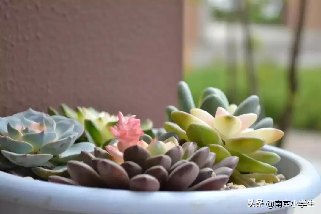 春和景明少年时,古雄小学2021年新生