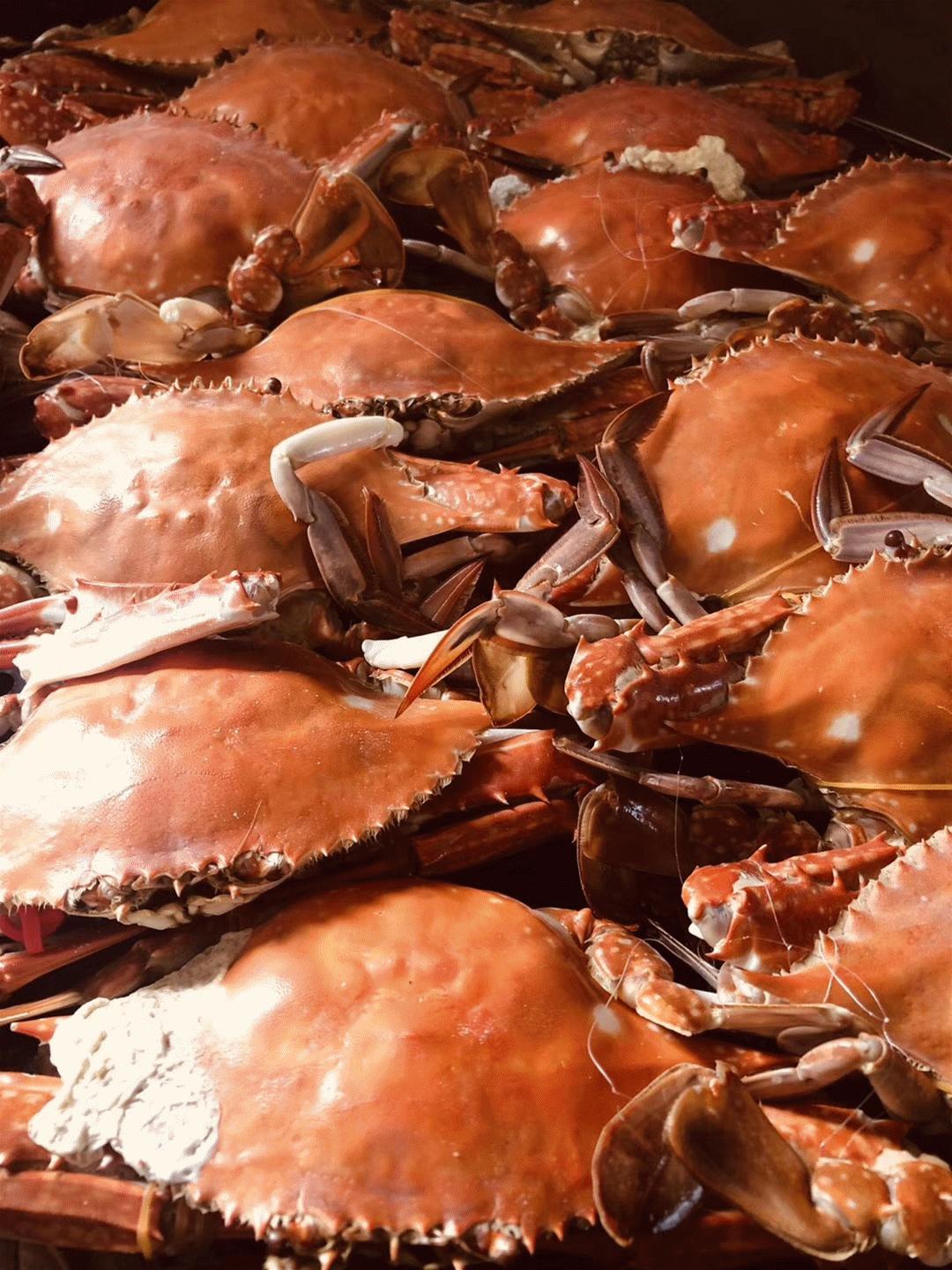 绝绝子！蓬莱的秋天也太鲜美了吧~