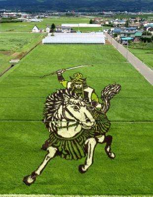 探析日本农业：从8个方面的比较分析，看中日农业差异（上篇）