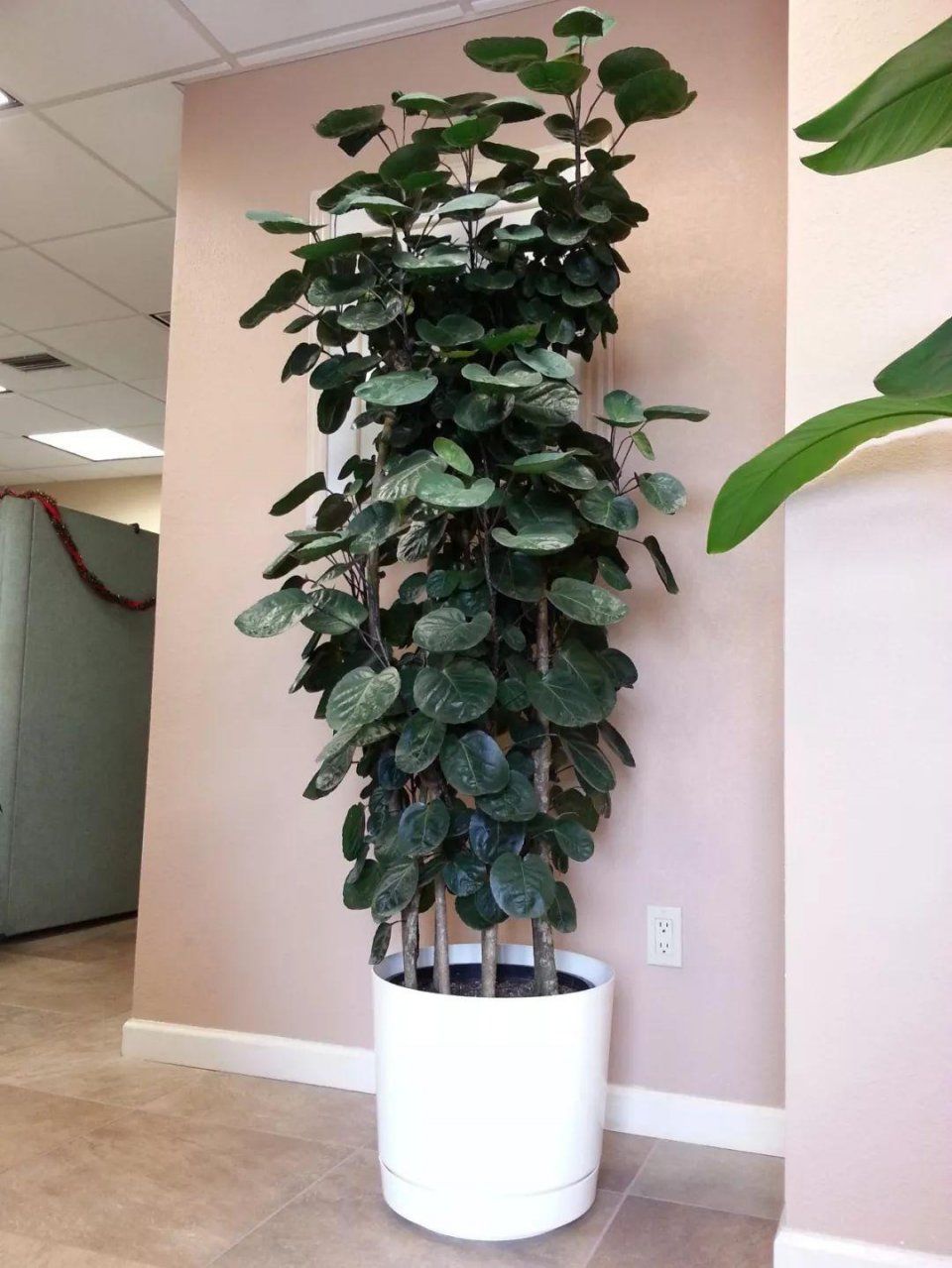 100种绿植大全,50种盆栽绿植花卉大全