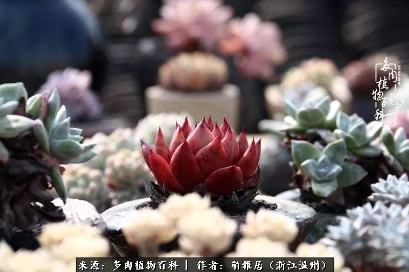多肉最美的季节已来到,多肉最美的季节来临