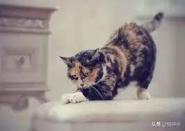 怎么防止猫抓板挠家具,怎样可以防止猫咪抓家具