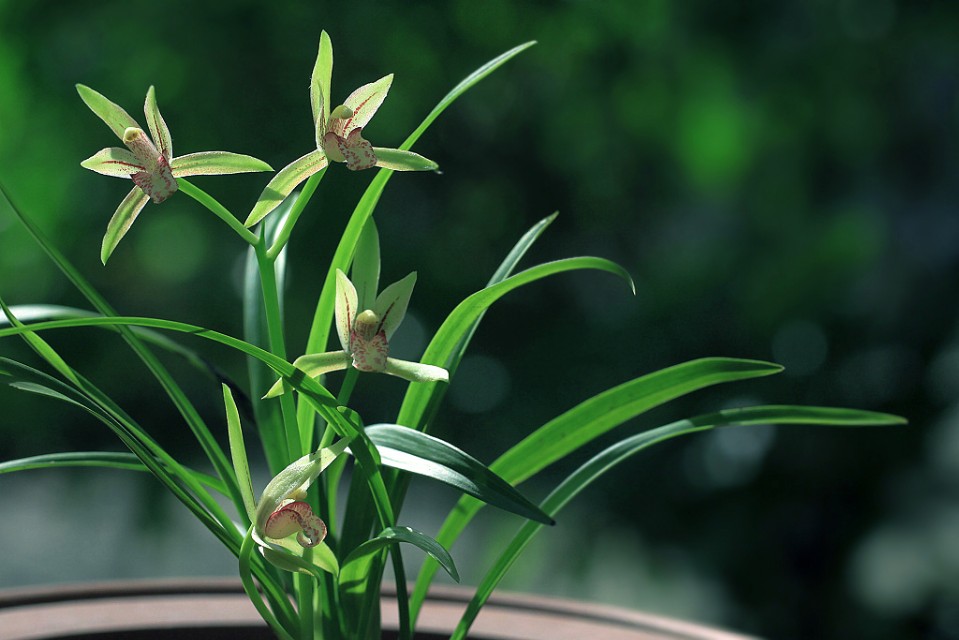 建兰锦旗花芽到开花需要多久,建兰开花可以持续多久