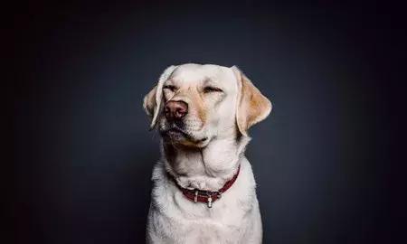 「养宠小课堂」狗狗身上的黑色结痂块是什么?