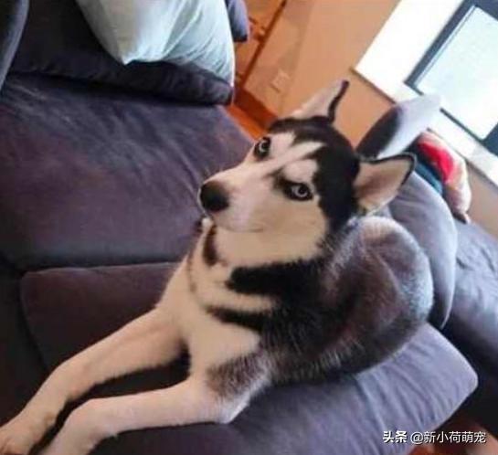 500块就买到纯种哈士奇，网友兴奋了一晚上，第二天却老泪纵横