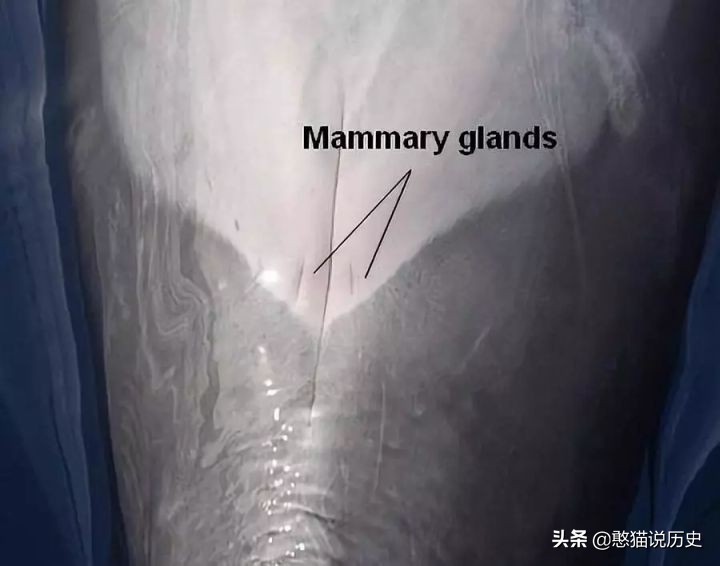 海里的哺乳动物是如何喂奶,海洋哺乳动物是怎么呼吸的