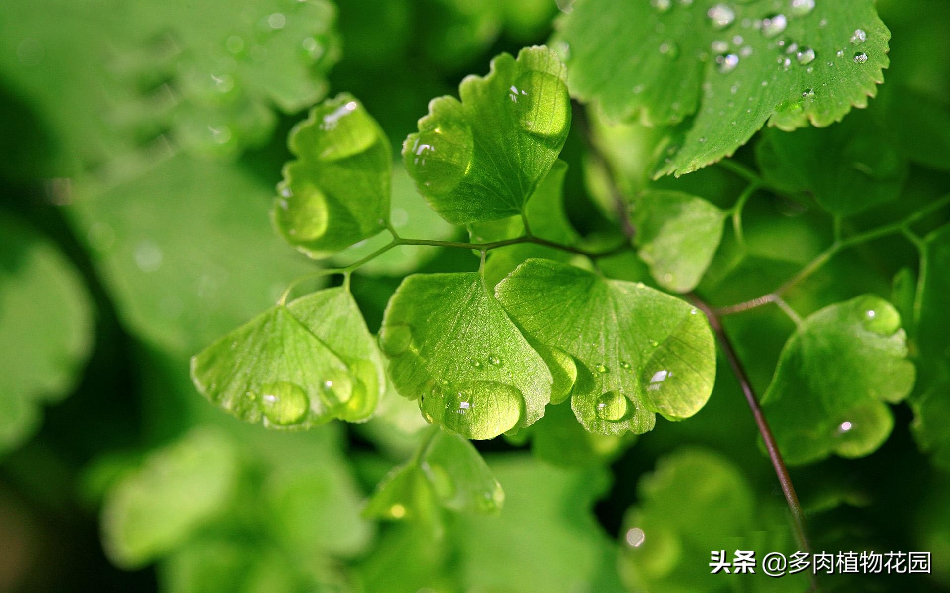 铁线蕨怎么养叶子更绿,铁线蕨怎么养好看图片欣赏