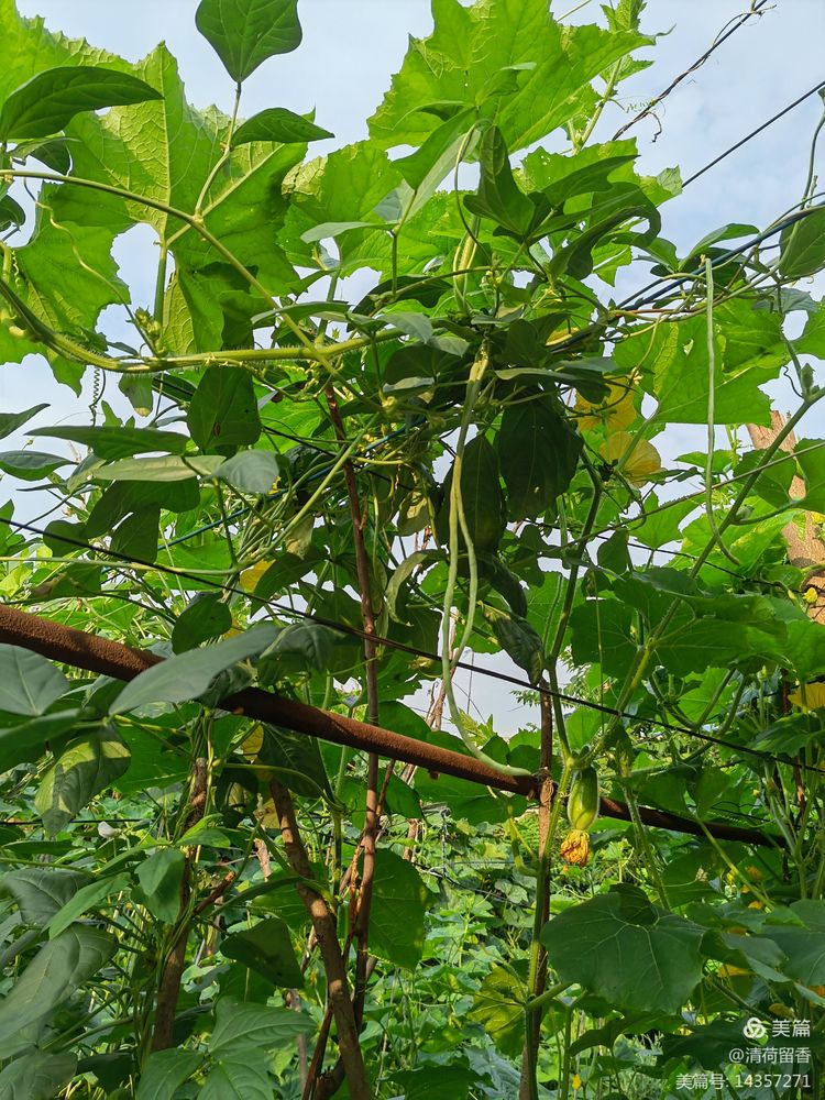 散文:黄黄的瓜花儿