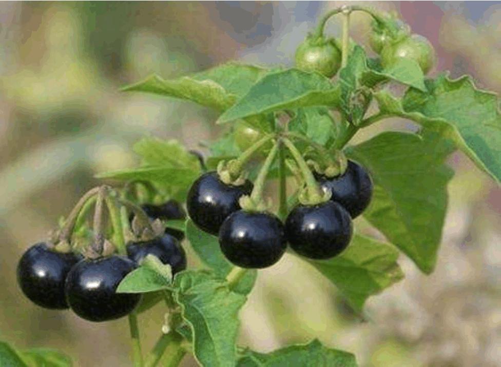 鲁西南农村黑天天，吃过它的人都已经不在年轻了