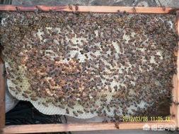 学习治蜂病的方法，别忽略用蜂药的危险性