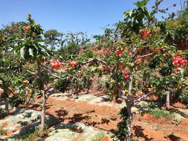 4月大量上市，却屡屡冒充进口货提高销量，果农有苦难言